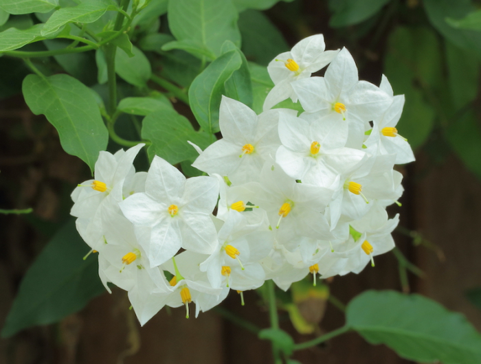 fleurs qui fleurissent tout l'été solanium avec des petites fleurs blanches et feuilles vertes