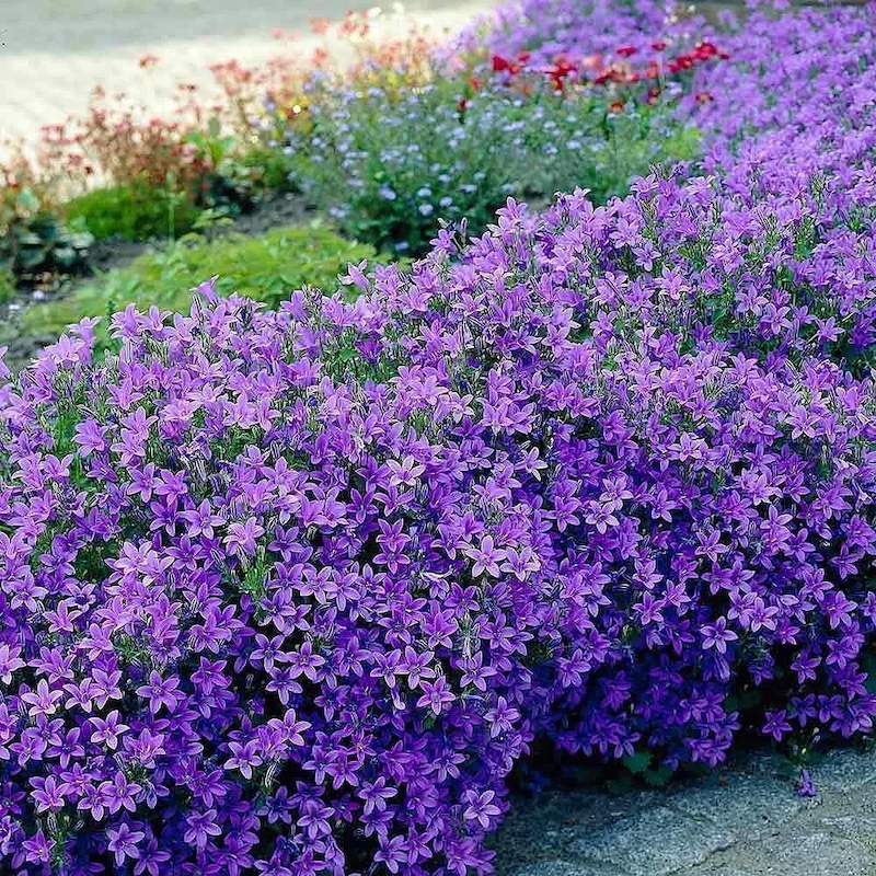 fleurs vivaces longue floraison en pot campanula bleu