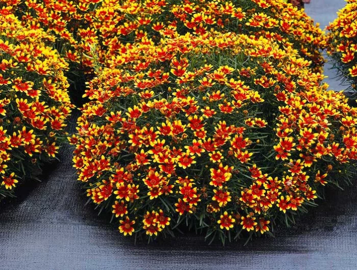 fleurs vivaces longue floraison un buisson de coreopsis couleur jaune et orange