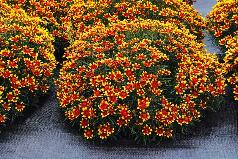 fleurs vivaces longue floraison un buisson de coreopsis couleur jaune et orange