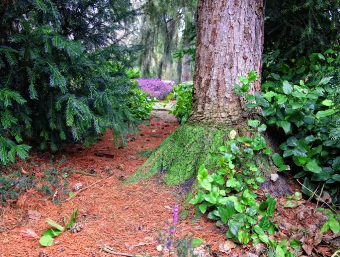 foret arbres pinces de pin comme paillage naturel jardin