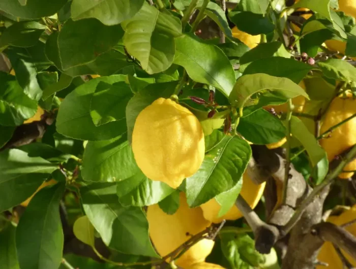 garantir assez de lumière pour l entretien citron réussi exposition citronnier pleine terre sud ouest