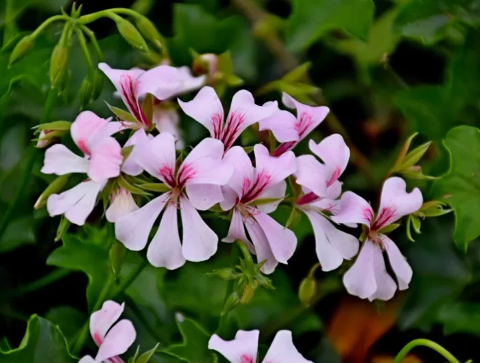 géranium citronnelle anti moustique plante de jardin géranium