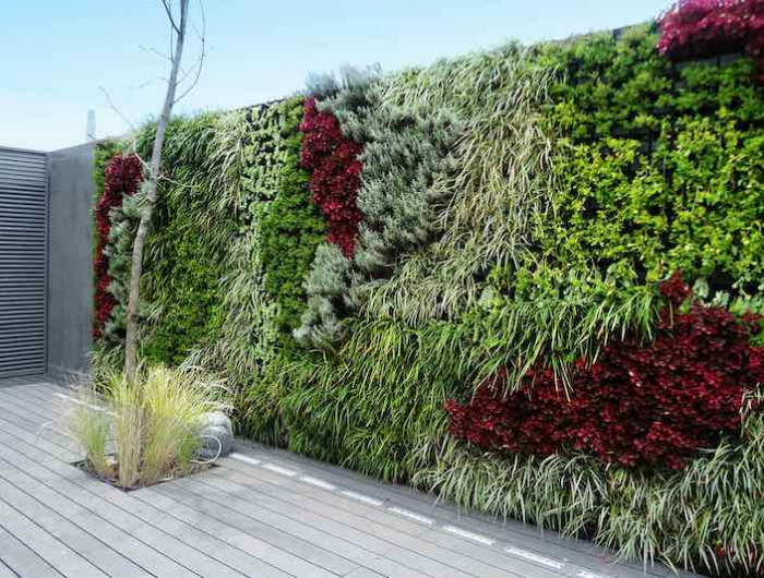 graminees ornementales mur exterieur vegetal