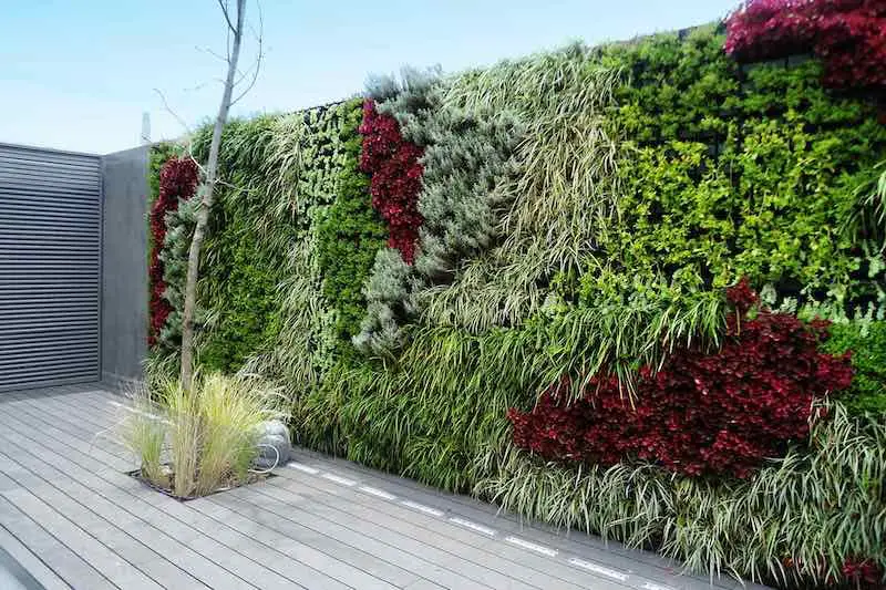graminees ornementales mur exterieur vegetal