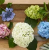 guide pour secher des hortensias de differentes couleurs