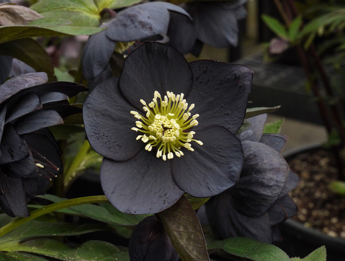 helebore oriental black qui fleurit en hiver une fleur noire avec un coeur jaune