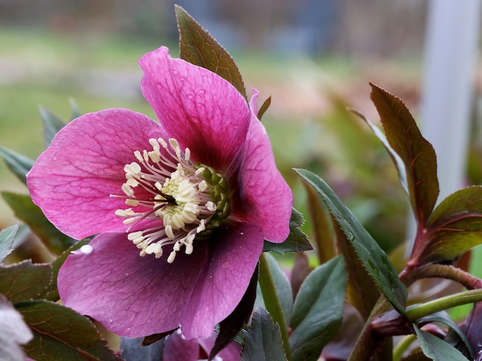 helleboire noire avec une grosse fleure mauve et un feuillage peristant