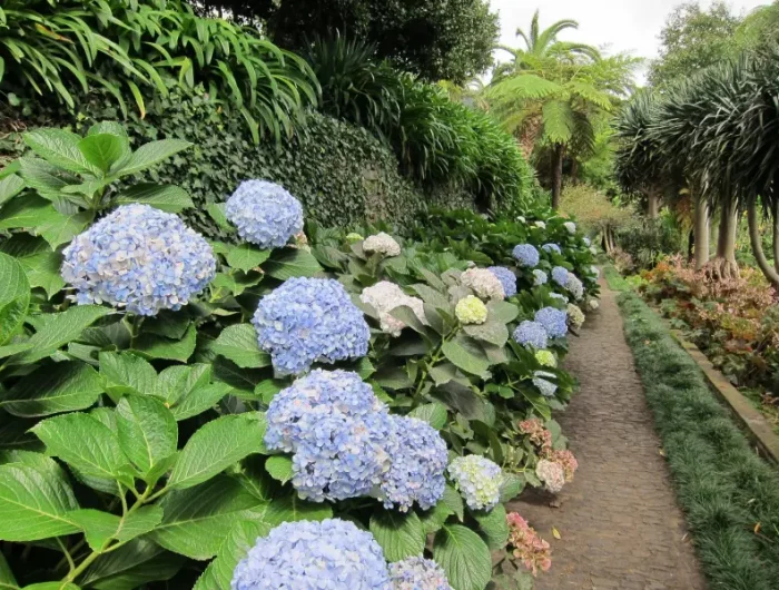 hortensia massif de jardin arbuste fleuri entretien taille feuillage