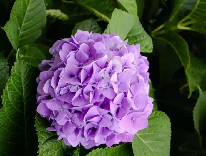 hortensia violet en pot extérieur comment changer la couleur des pétales d une fleur