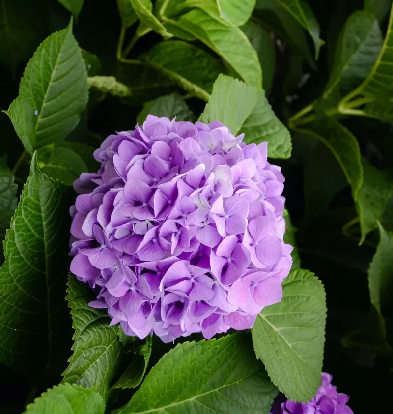 hortensia violet en pot extérieur comment changer la couleur des pétales d une fleur