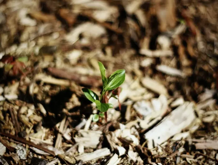 idee couche de paillis naturel dans le jardin protection plante