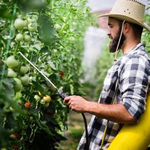 L'iode contre les maladies des plants de tomates jeunes et âgés et comme engrais au potager