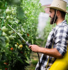 iode contre les maladies des plants de tomates jeune homme qui pulverise des pieds de tomates