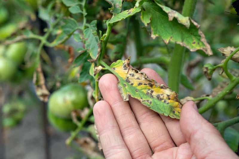 iode contre les maladies des plants de tomates phytophtora taches brunes sur les feuilles