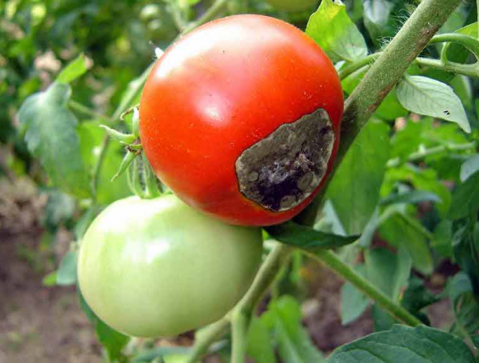 iode contre les maladies des tomates 2 tomates avec mildiou