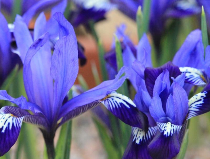 iris avec des fleurs bleu violettes et de longues tiges vertes