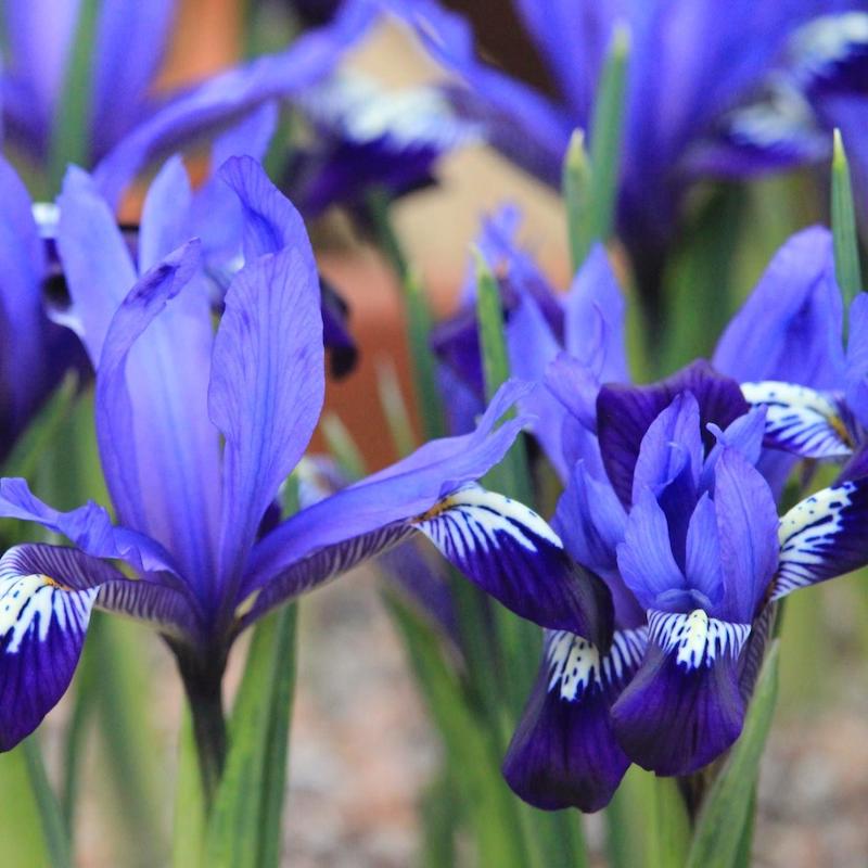 iris avec des fleurs bleu violettes et de longues tiges vertes