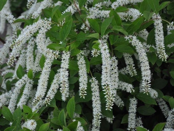 itea virginica plein soleil