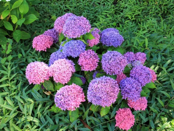 jardin arbuste fleuri faible entretien hydrangea violet fleurs