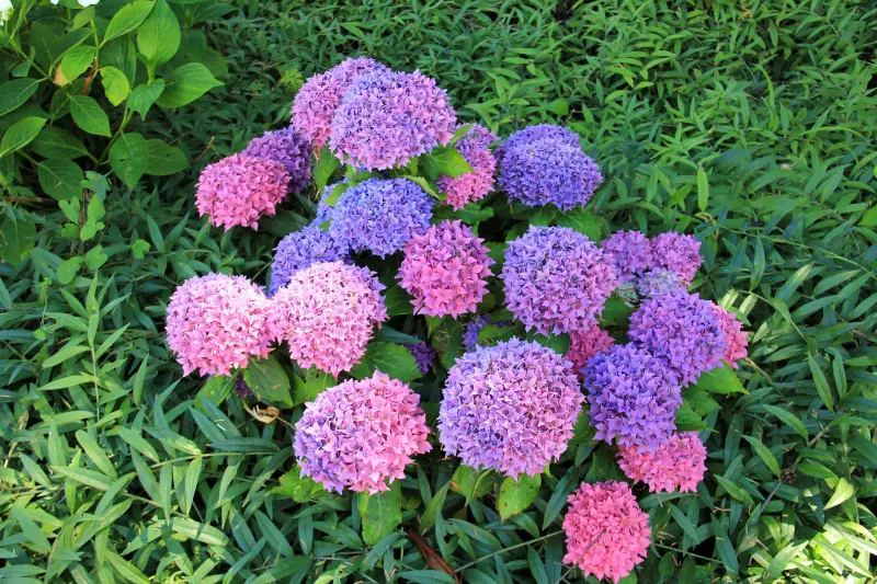 jardin arbuste fleuri faible entretien hydrangea violet fleurs