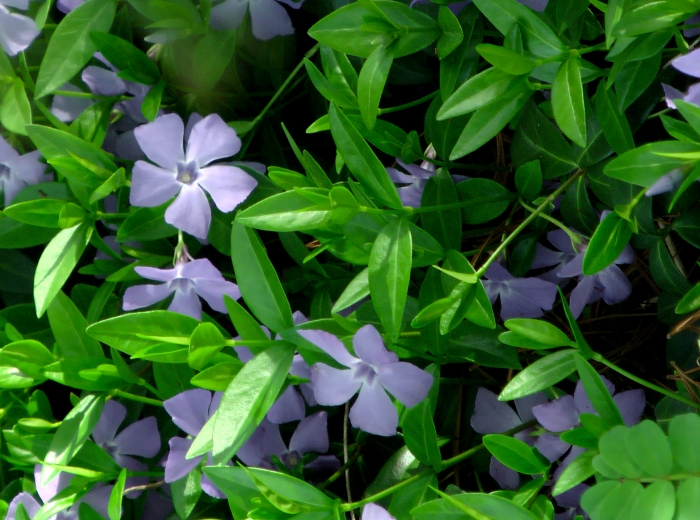 jardin couvre sol tapissant persistant plante fleurie feuillage vert