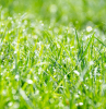 jardinage pelouse gazon entretien conseils conditions meteo arrosage humidite