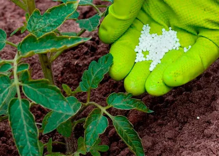 jusquà quand peut on planter les tomates au jardin main dans un gant vert avec engrais pour tomate
