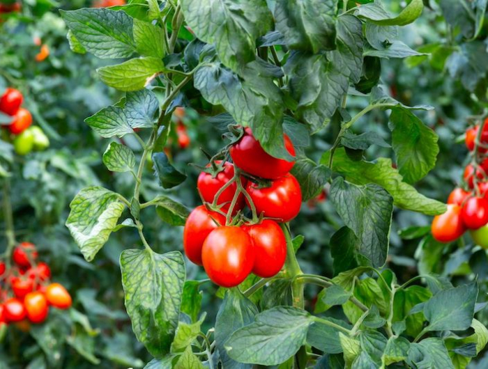 jusqu'à quand peut on planter les tomates au jardin tomates muries
