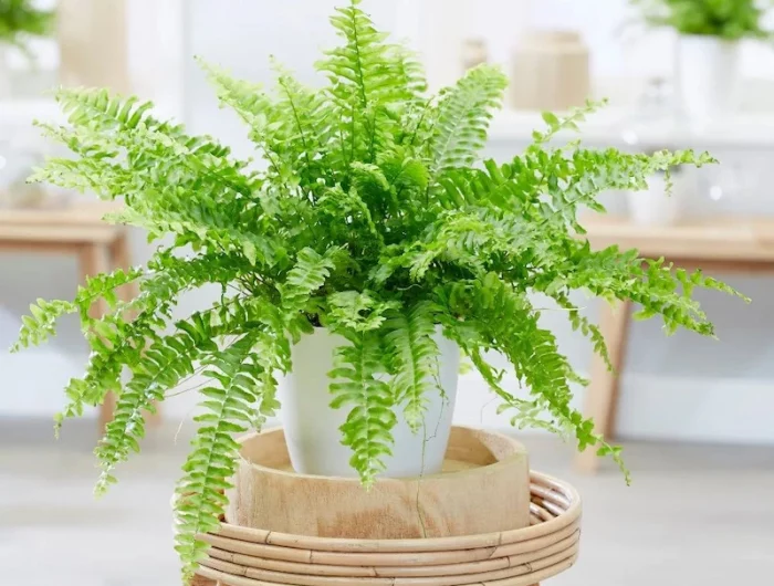 la fougere d interieur en decoration sur une table ne bambou dans un salon