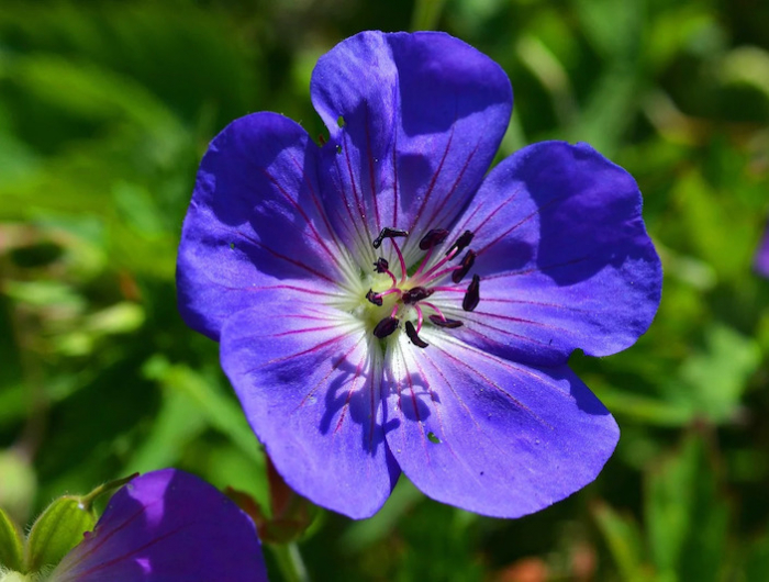 le geranium ibericum une grosse fleur blue violette