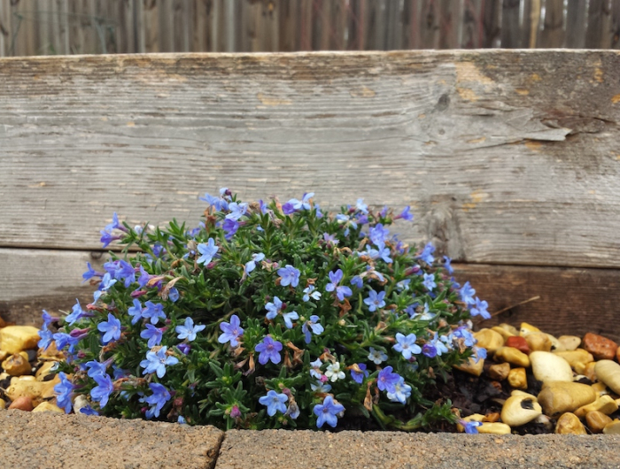 le grémil un joli buisson avec une floraison blue