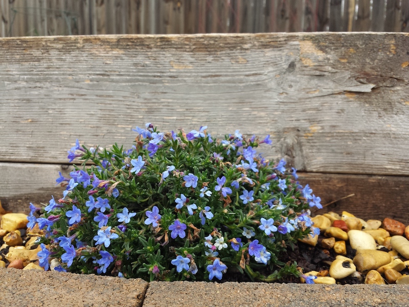 le grémil un joli buisson avec une floraison blue
