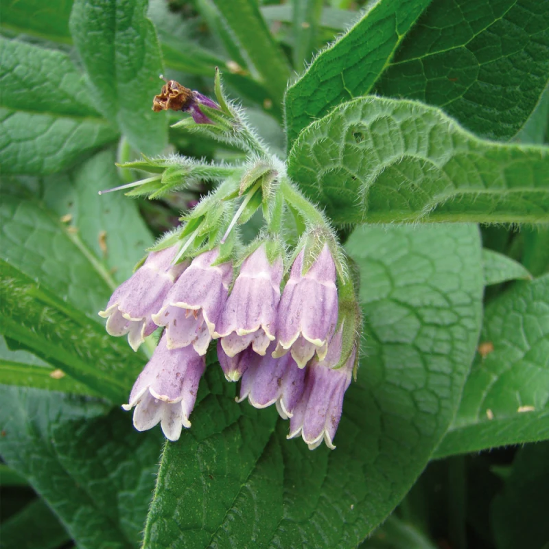 le purin de consoude fermentéé fleur violette et feuilles vertes