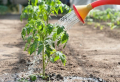 L’iode contre les maladies des plants de tomates jeunes et âgés et comme engrais au potager