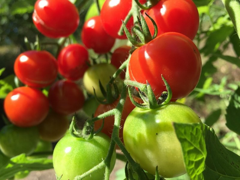 liode contre les maladies des plants de tomates jeunes et agees et comme engrais au potager tomates robustes