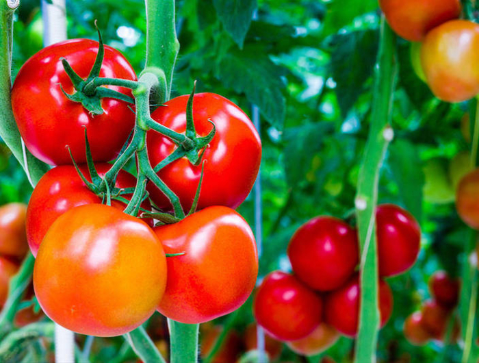 liode contre les maladies des plants de tomates jeunes et ages de belles tomates sur un pied