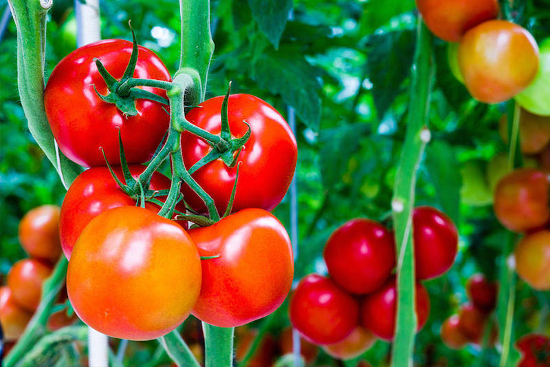 liode contre les maladies des plants de tomates jeunes et ages de belles tomates sur un pied