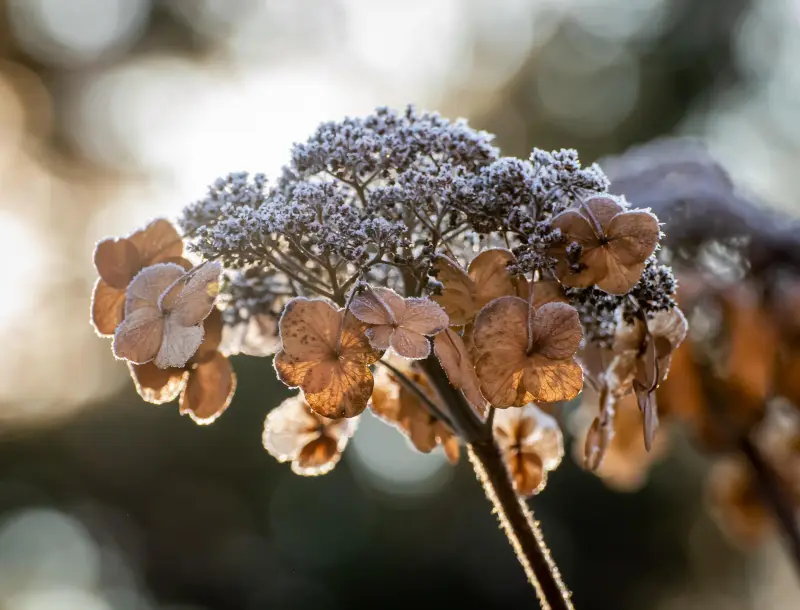 lumiere reflets hydrange fleur seche hiver jardin arbuste