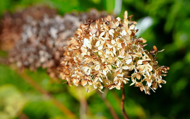 lumiere soleil hydrangea arbuste fleurs mortes enlever
