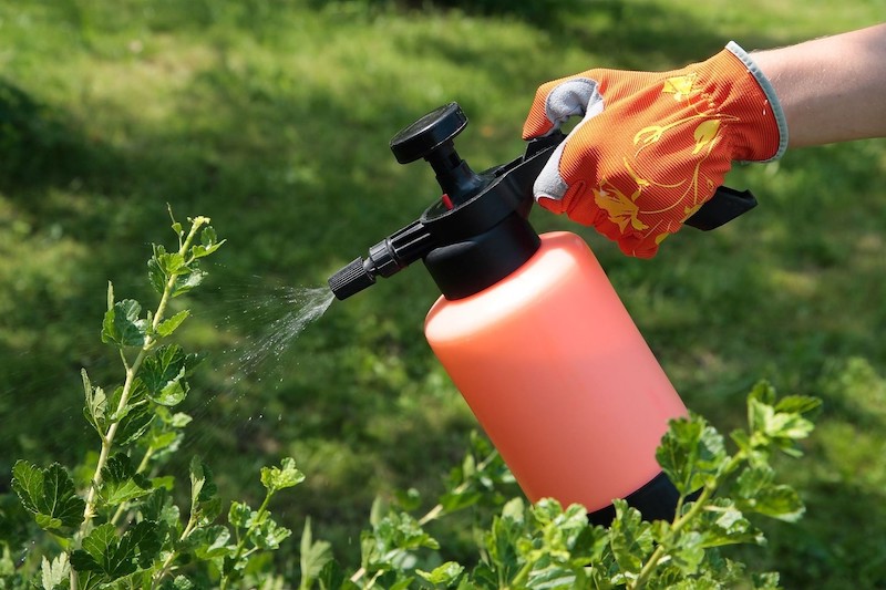 maladies des plants de tomates main dans un gant orange arrose mauvaises herbes