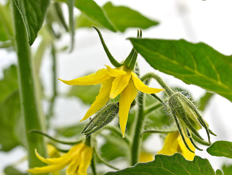maladies jeune plant de tomate tomate en floraison fleurs jaunes