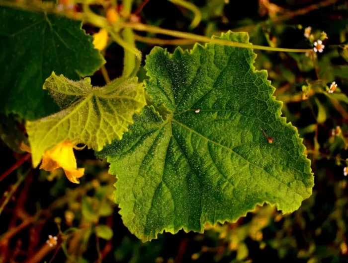 maladies sur concombres mildiou traitement conseils jardinage potager