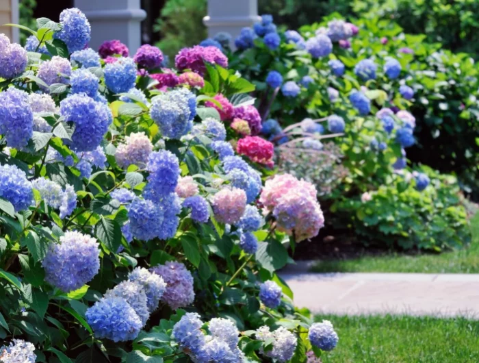 massif hortensia amenagement jardin devant maison hortensia couleur comment avoir des couleurs différentes