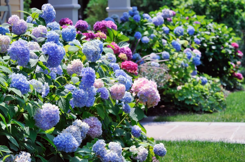 massif hortensia amenagement jardin devant maison hortensia couleur comment avoir des couleurs différentes