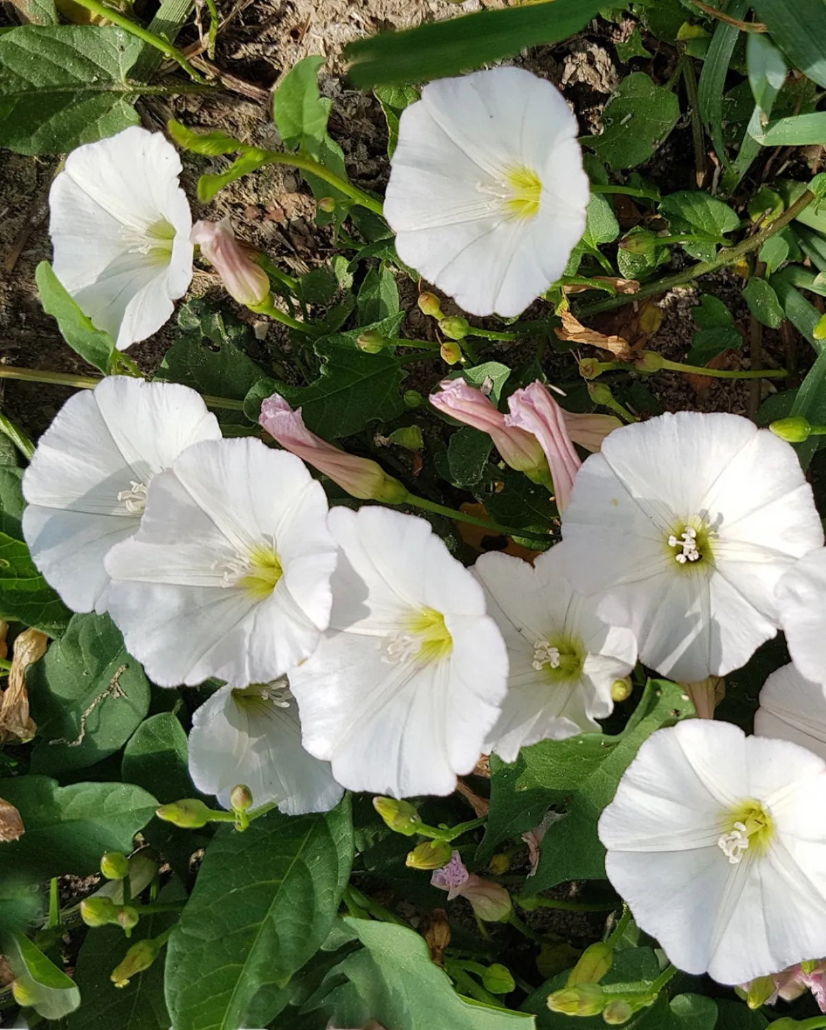 methodes efficaces et naturelles pour sauver un jardin envahi de plantes intruses