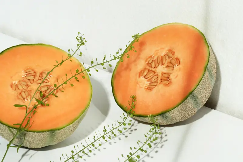 moitie melon variete verte branches vertes plantes lumiere soleil reflets