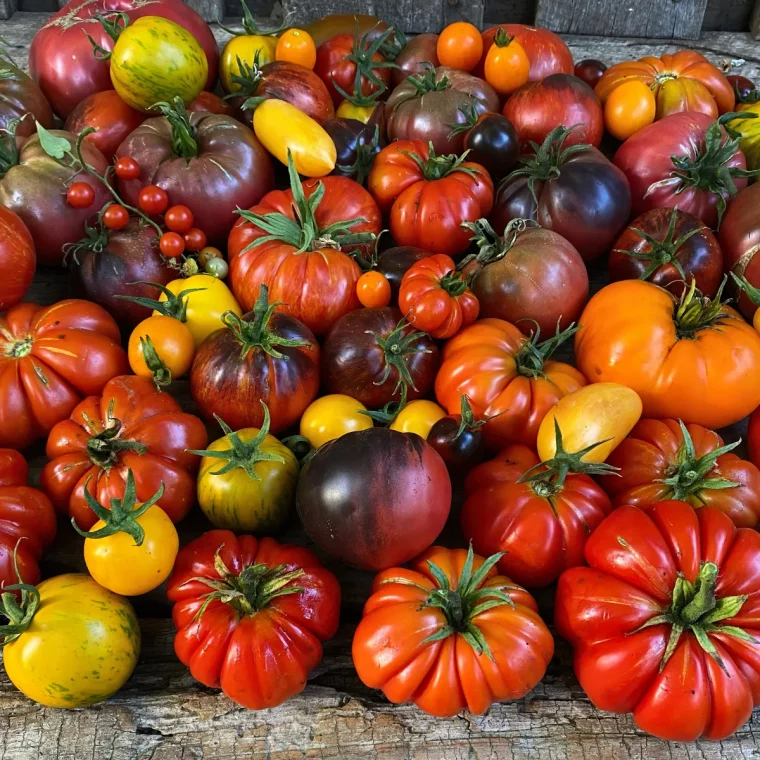 multitude de tomates dans toutes les couleurs