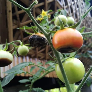 Comment faire pour que les tomates ne s'abîment pas à cause des maladies ?