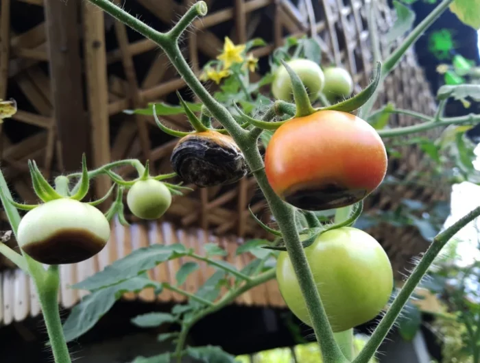 nécrose apicale des tomates rouges et vertes